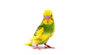 インコ