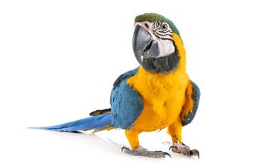 オウム