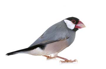 文鳥