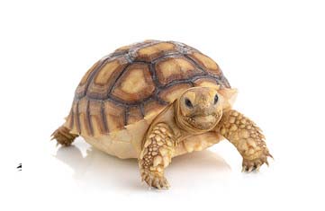 ホシガメ