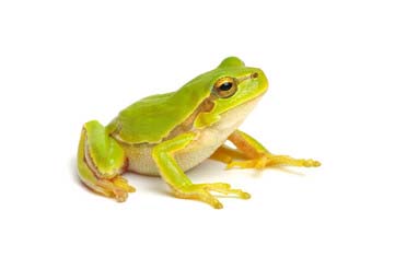 カエル